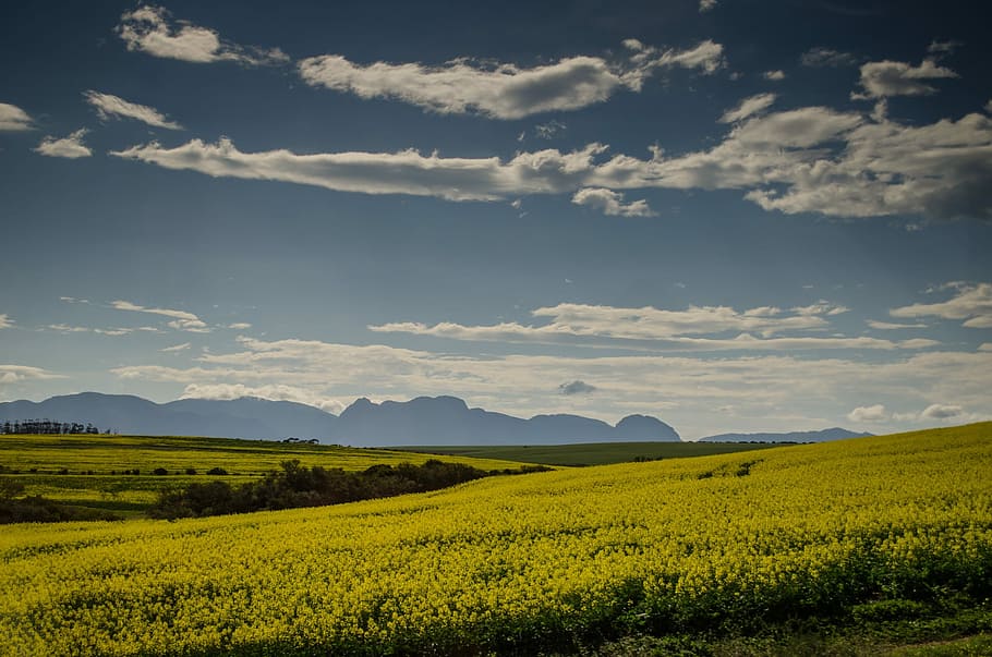 Meadows, Pasture, Grass, Fields, Sky, landscapes, clouds, green HD wallpaper