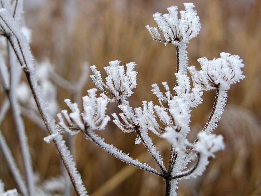 hoarfrost, reed, winter, wintry, ice, icy, frosted, nature HD wallpaper