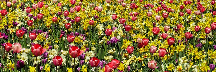 red-and-purple tulip field, nature, flowers, spring, garden, tulips, HD wallpaper