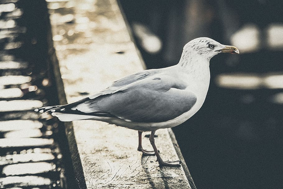 seagull, bird, standing, wildlife, nature, beak, animal, animal themes HD wallpaper