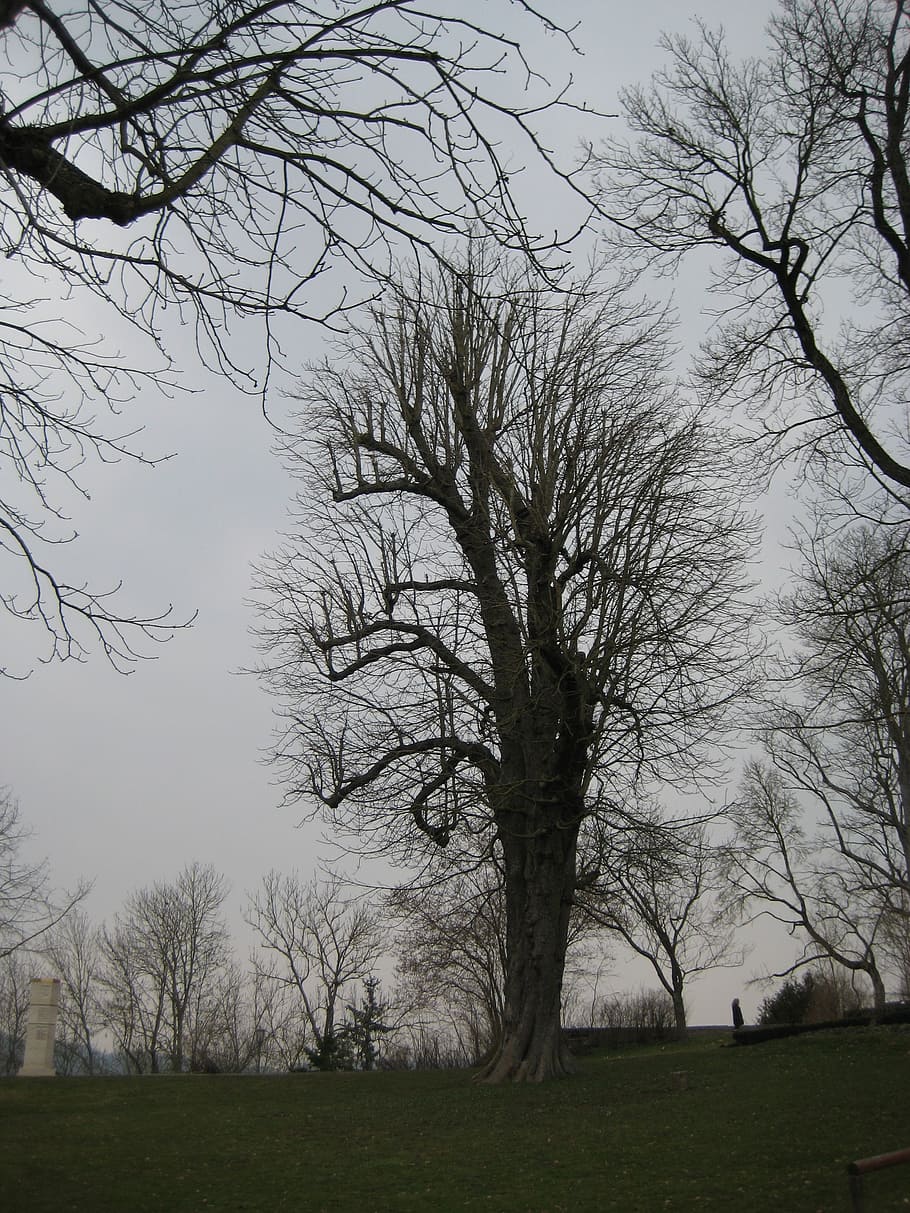 tree, november, mood, landscape, gloomy, november mood, plant HD wallpaper