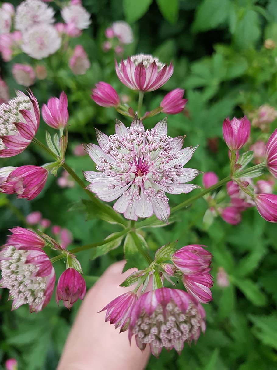 pink, flowers, summer, flowering plant, vulnerability, fragility HD wallpaper