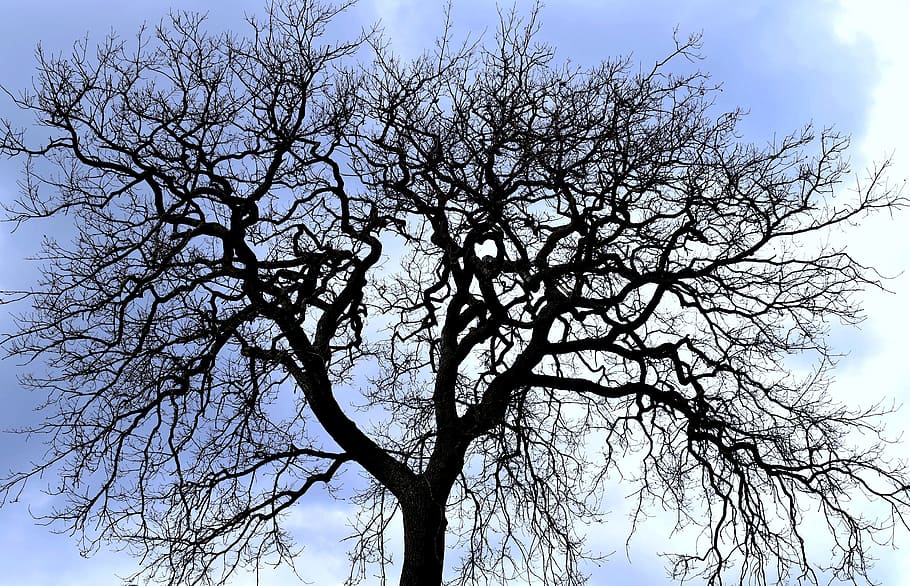 tree, branch, nature, winter, stark, sky, low angle view, plant HD wallpaper