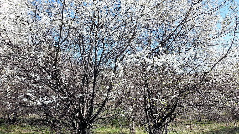 nature, spring, trees, plant, beauty in nature, branch, day HD wallpaper