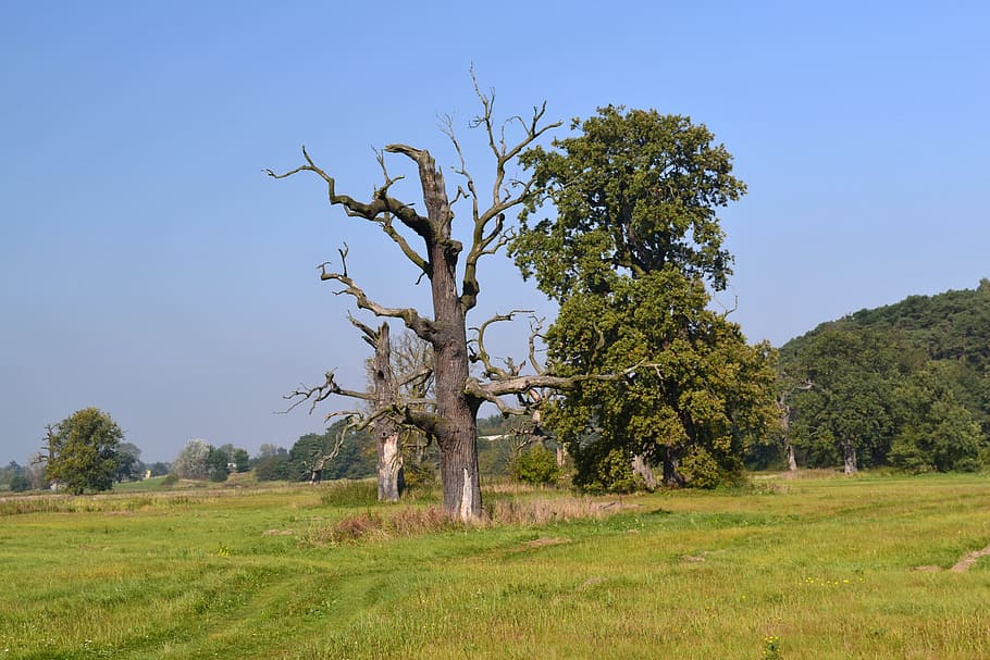 tree, nature, landscape, plant, grass, sky, field, environment HD wallpaper