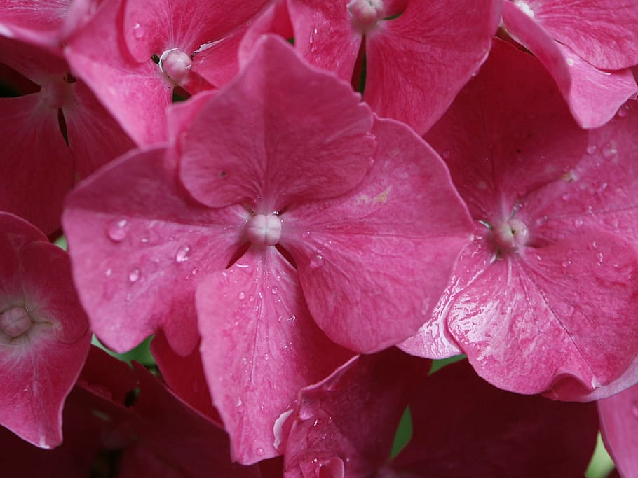hydrangea, pink, autumn, nature, plant, flower, petal, close-up HD wallpaper