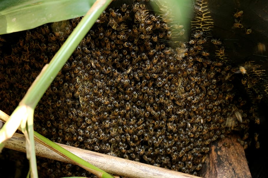 Bee, Swarm, sting, insect, agriculture, growth, large group of animals HD wallpaper