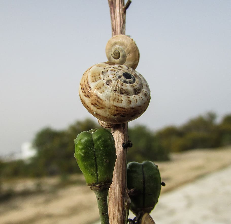 snails, shells, nature, wildlife, helix, focus on foreground HD wallpaper