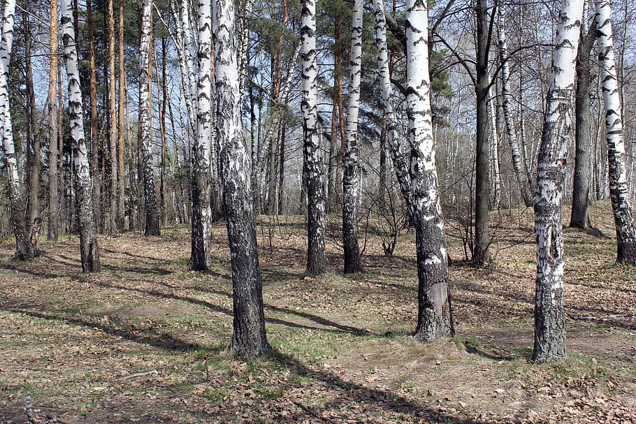 forest, nature, birch, spring, sunny day, russia, vacation HD wallpaper