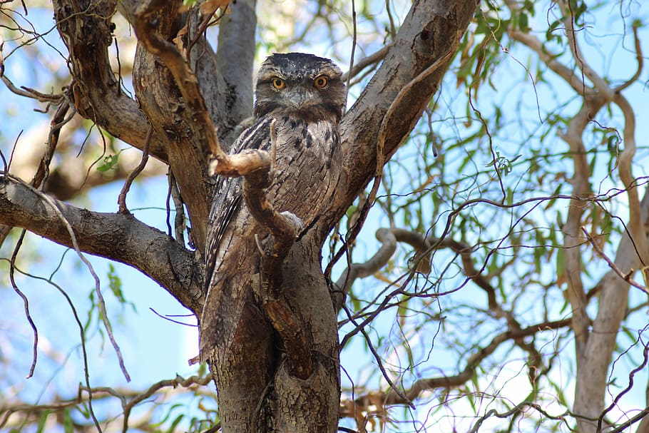 tawny frogmouth, nocturnal bird, camouflage, tree, nature, wood