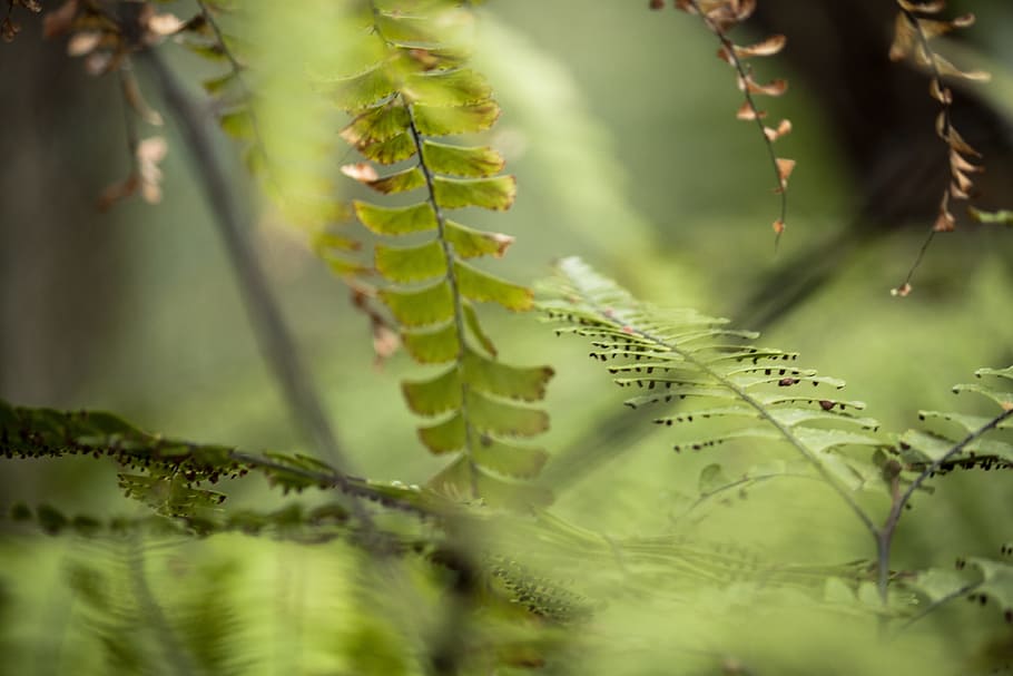 close up photo of green fern leaves, plant, abstract, blurred HD wallpaper