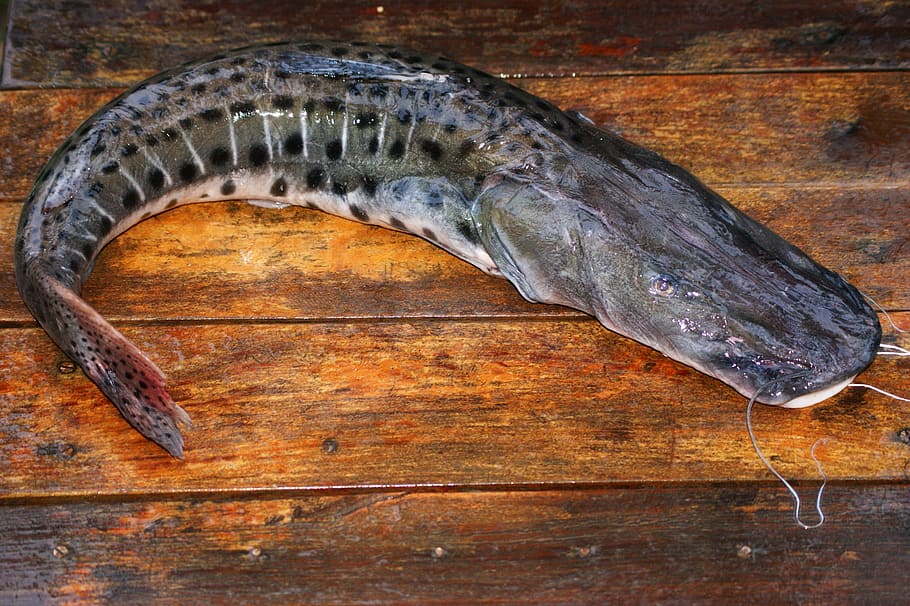 fish, surubui, table, paraguay, south america, animal, vertebrate HD wallpaper