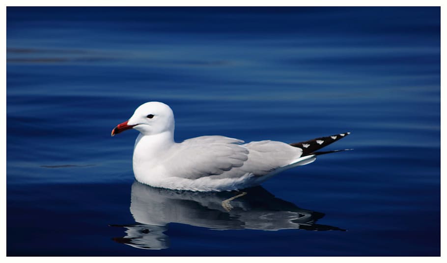 seagull, ave, animal themes, bird, animals in the wild, animal wildlife HD wallpaper