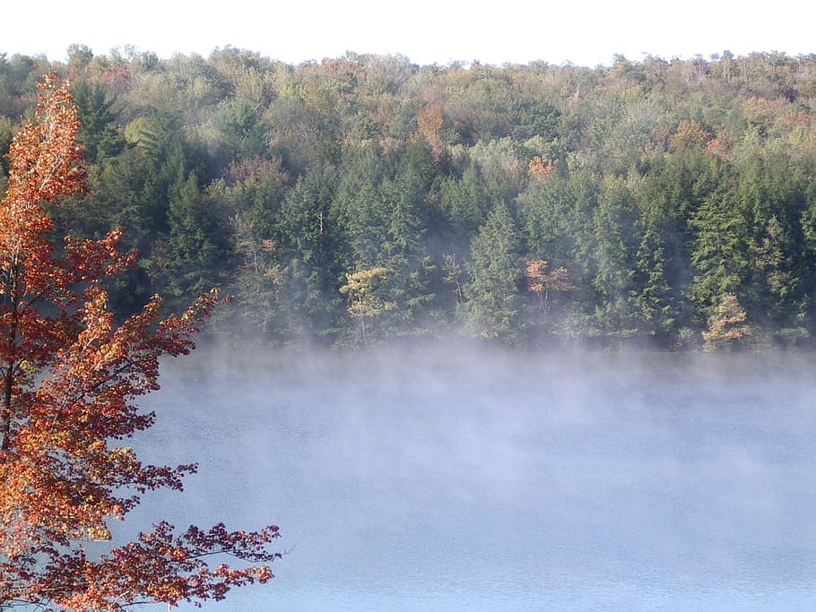 fall, lake, foliage, tree, plant, beauty in nature, tranquility HD wallpaper