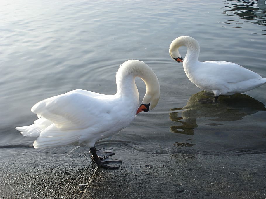 swans, lake, water, bird, majestic, lausanne, ouchy, switzerland, HD wallpaper