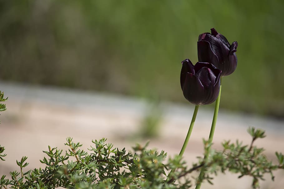 tulips, black, dark, spring, schnittblume, tulip flower, purple, HD wallpaper