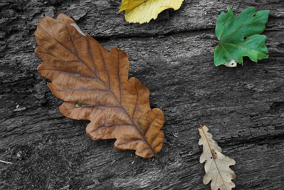 leaves, oak, beech, forest, autumn, oak leaves, nature, black HD wallpaper