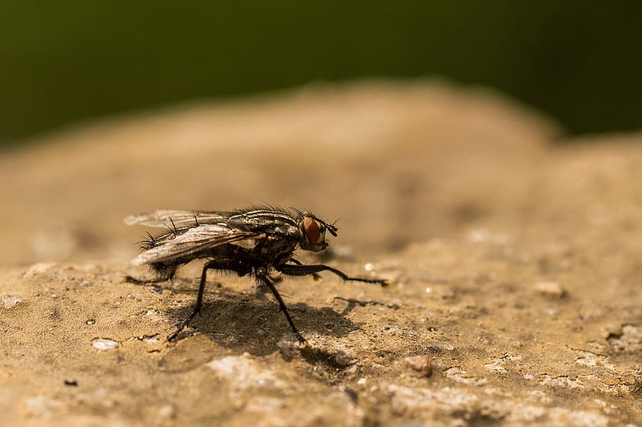 fly, macro, insect, animal, invertebrate, animal themes, animals in the wild HD wallpaper