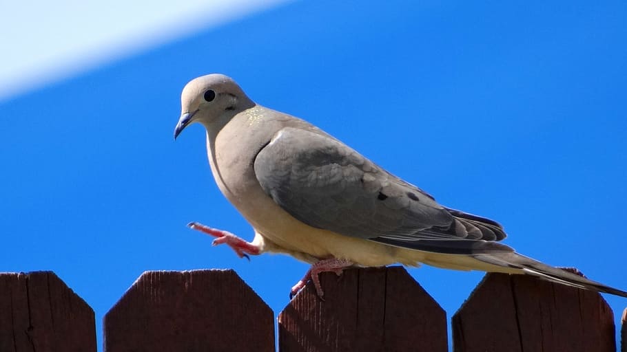 dove, bird, fly, wings, feather, wildlife, beak, dom, outdoor HD wallpaper