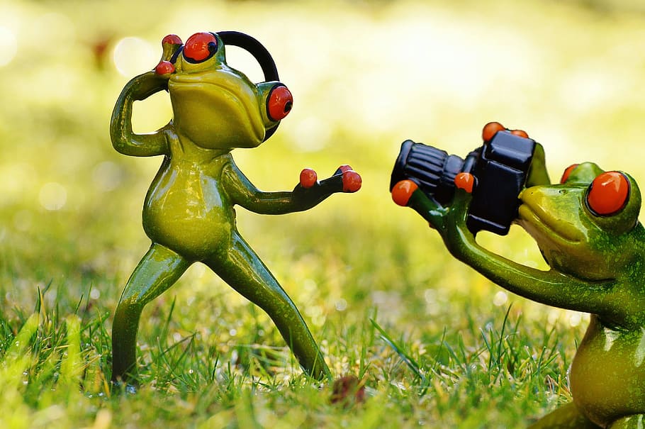 Frog, Photographer, Headphones, photo shoot, fun, animal, funny, HD wallpaper