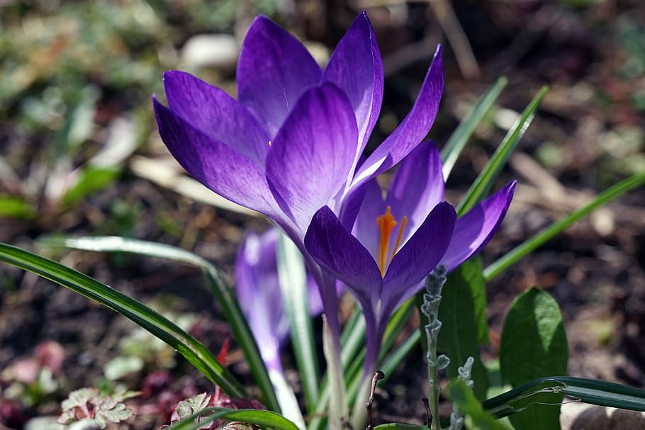 crocus, spring, early bloomer, spring flower, spring crocus HD wallpaper