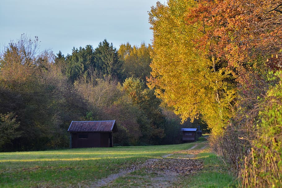 nature, trees, autumn, plant, change, architecture, built structure HD wallpaper