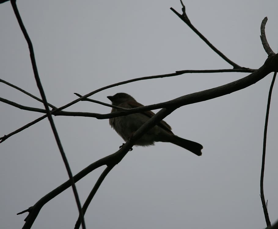 birds, small, single, branch, fly, wings, feather, wildlife HD wallpaper