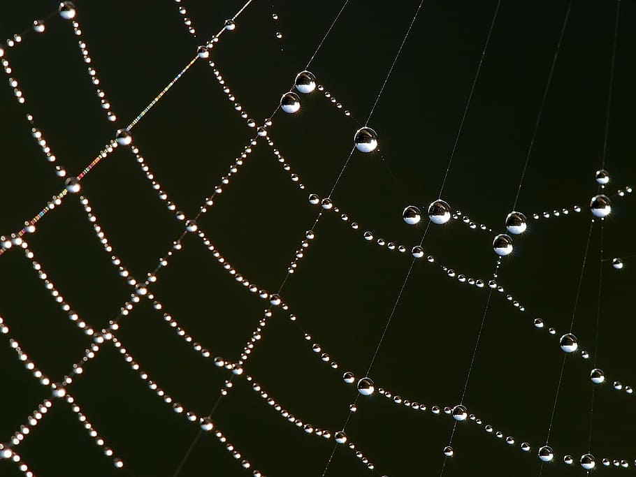 selective macro photography of water droplets on spider web, dew drops, HD wallpaper