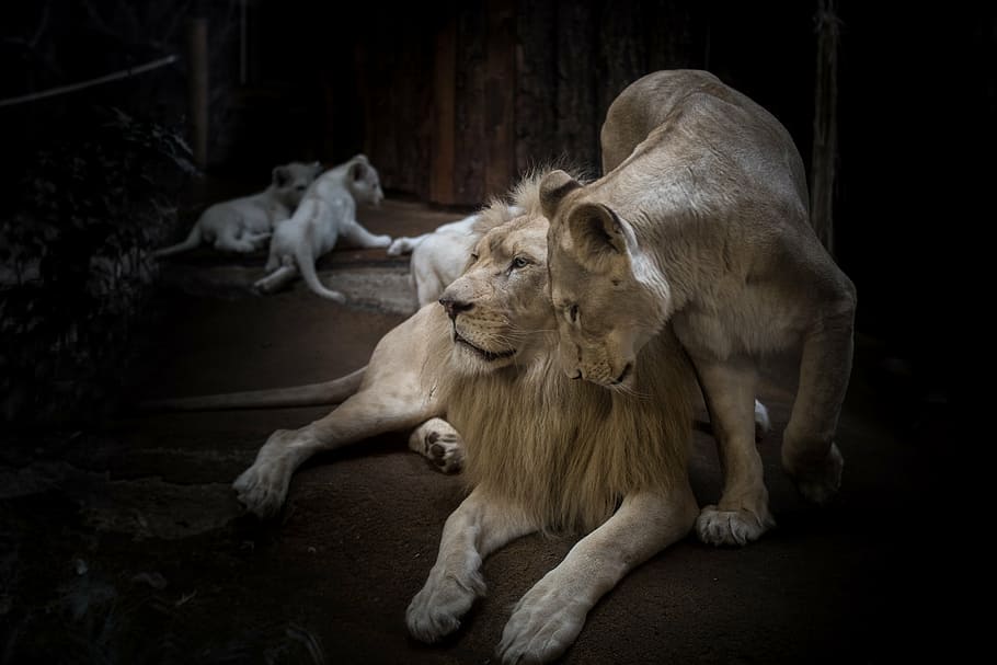 photo of lion and lioness, white lion, big cat, mane, eyes, nature