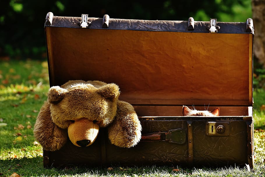brown bear plush toy on brown wooden chest, luggage, antique, HD wallpaper