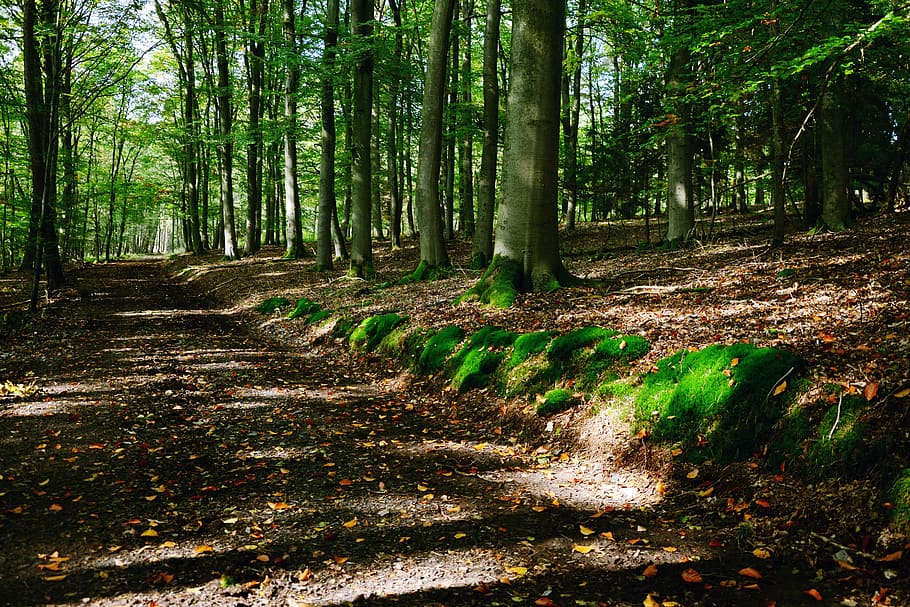 clear pathway through the woods, forest path, trees, green HD wallpaper