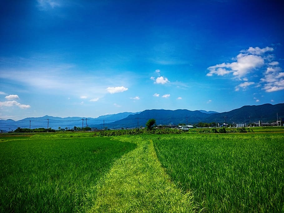 green grass under blue sky wallpaper, tanaka, yamada's rice fields, HD wallpaper