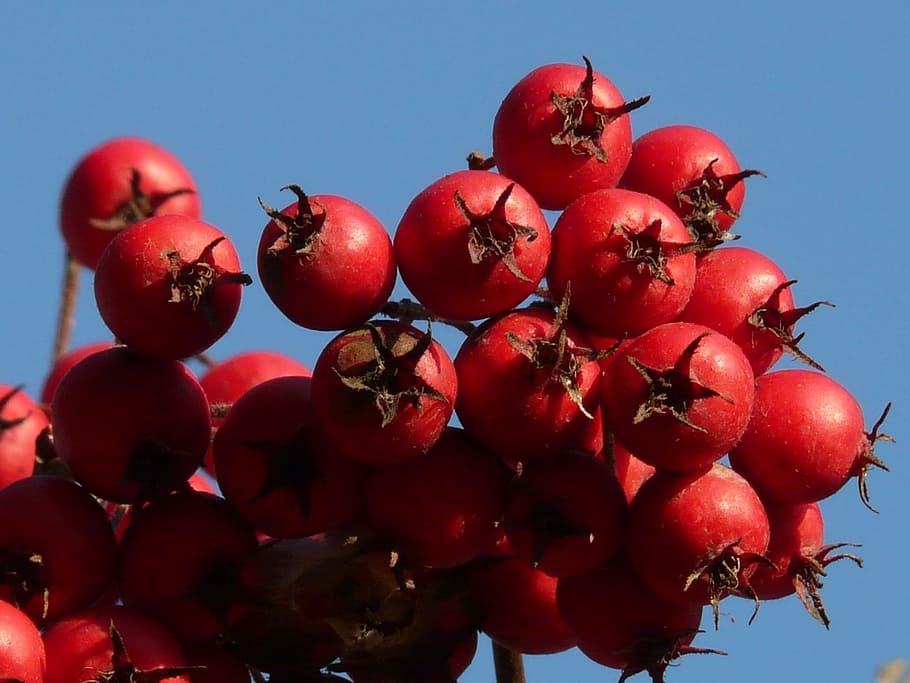 berries, fruits, red, tree, berry red, leather leaf weißdorn HD wallpaper