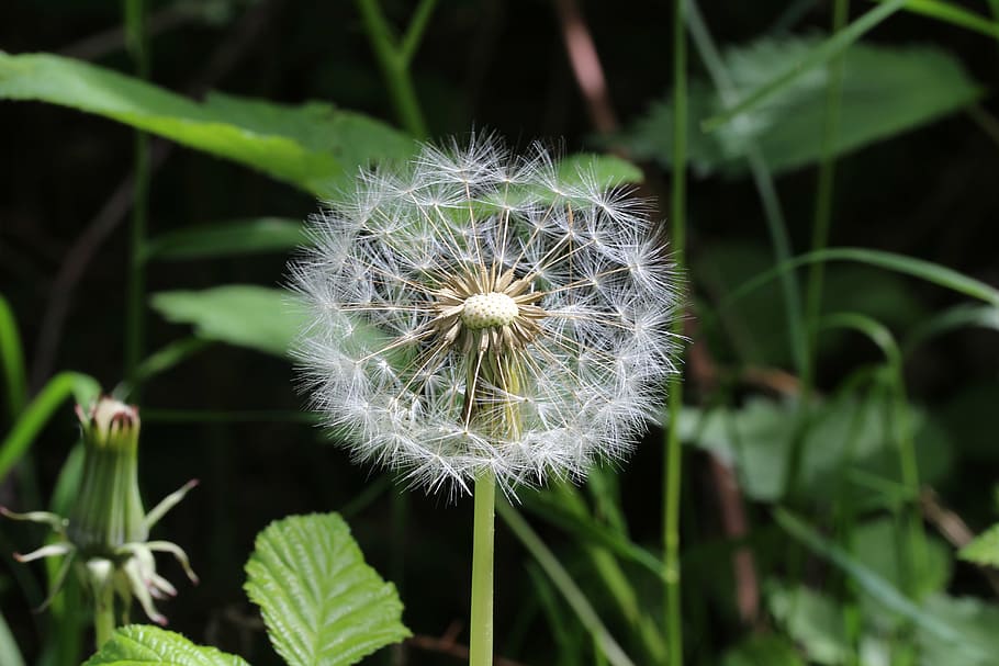 dandelion, white, green, common flight, nature, flower, plant HD wallpaper