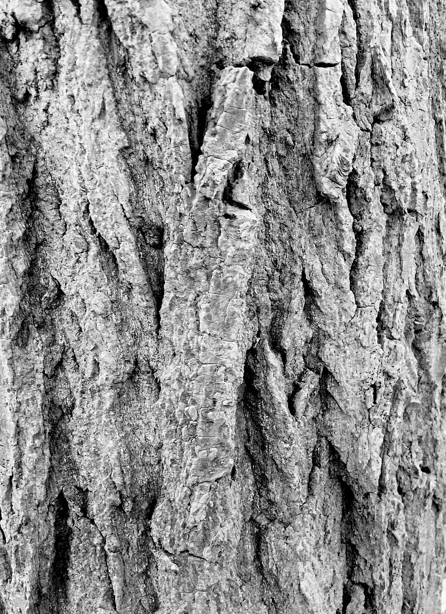 Bark, Forest, Tree, Log, Wood, background, rustic, coarse, black white HD wallpaper