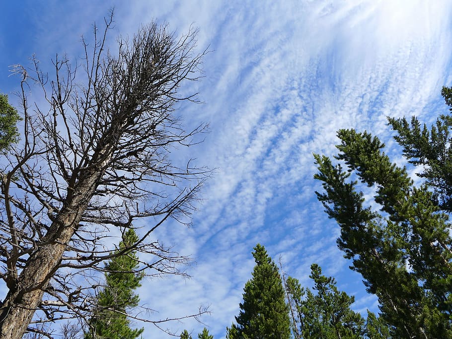 sky, trees, nature, summer, cloud, plant, low angle view, cloud - sky HD wallpaper