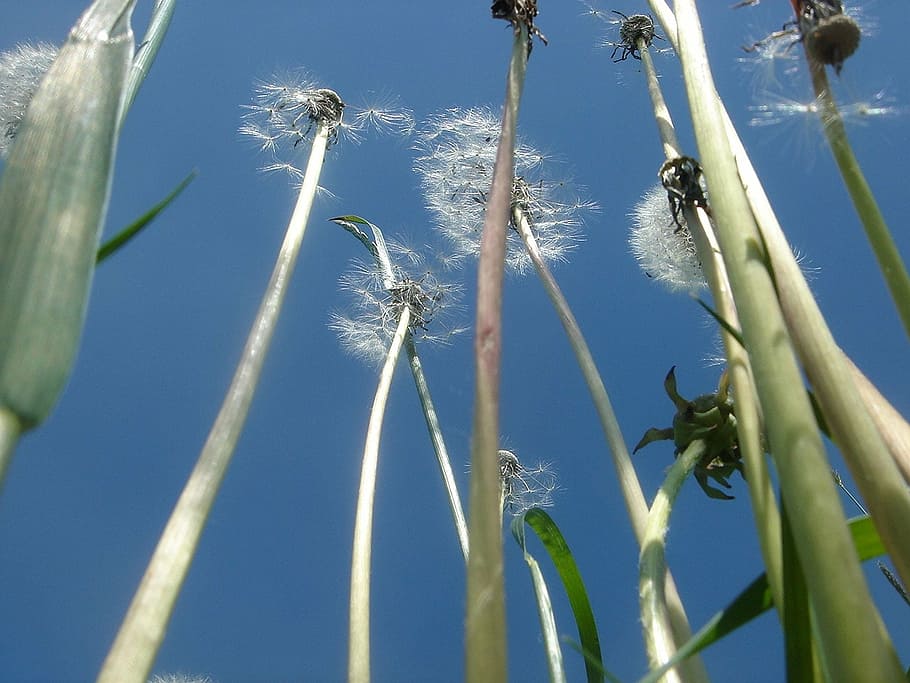 stem, flower, fluff, sky, plant, nature, day, growth, beauty in nature HD wallpaper