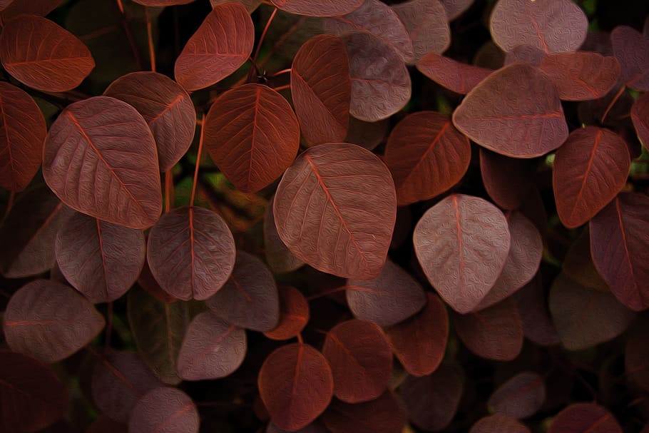 leaves, pattern, nature, growth, leaf, close-up, plant part HD wallpaper