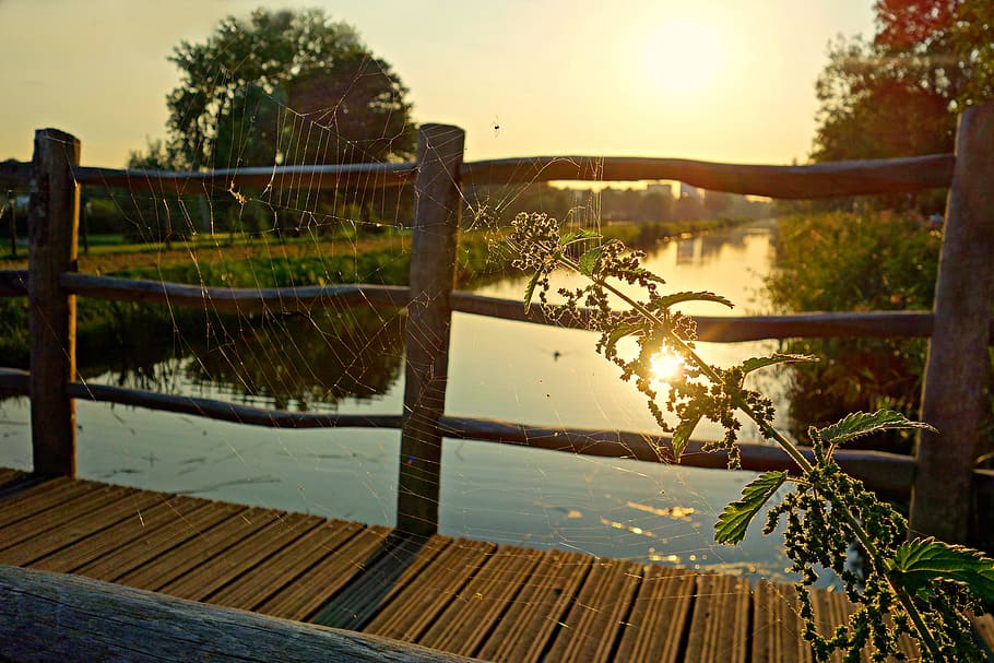 pathway, bridge, wood, river, water, grass, green, trees, plant HD wallpaper