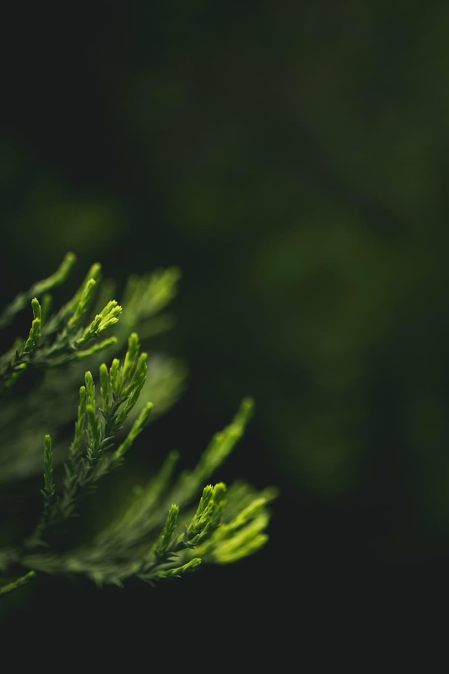 blurry, close-up, leaves, macro, green color, freshness, vegetable HD wallpaper