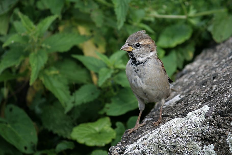 sparrow, bird, sparrows, sperling, animal themes, one animal HD wallpaper