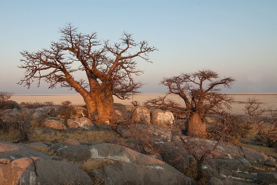landscape photography of two brown bare trees, botswana, baobab HD wallpaper