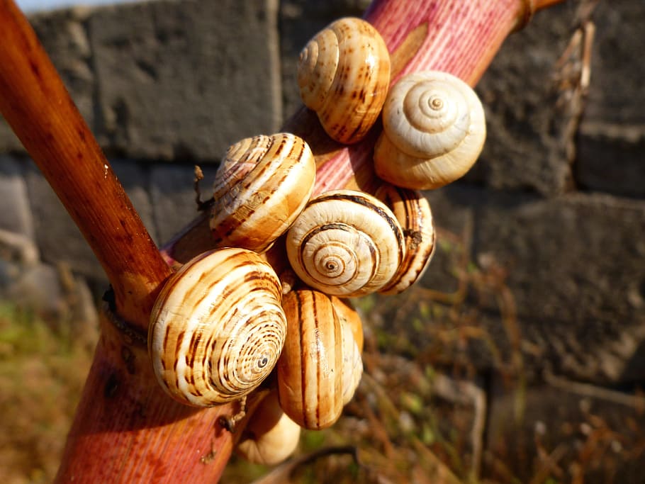Snail, Shells, Close, Branch, snail shells, snails, animals HD wallpaper