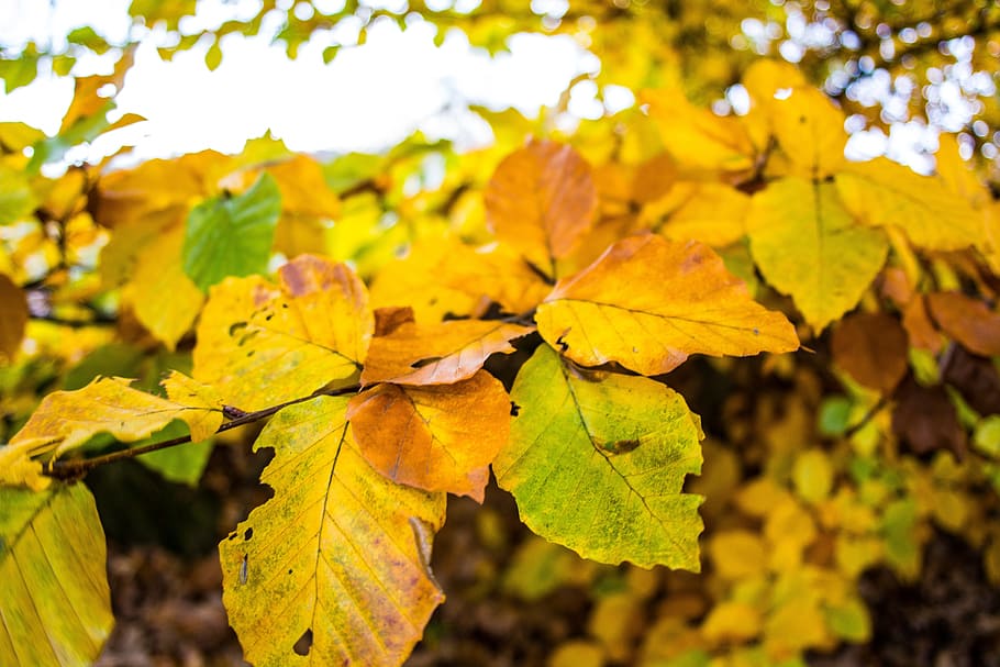 leaf, orange, fall, nature, plant part, autumn, change, yellow HD wallpaper