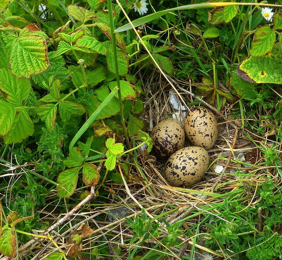 Bird Eggs, Nest, Nature, North Sea, three, outdoors, no people HD wallpaper