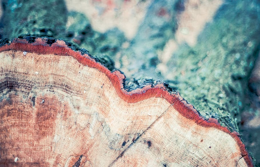 brown log during daytime close-up photo, annual rings, wood, sawed off, HD wallpaper