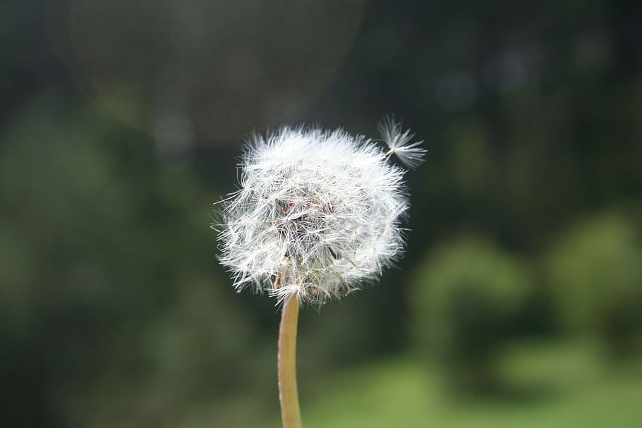 Dandelion, Spring, Flower, Nature, fragility, growth, focus on foreground HD wallpaper