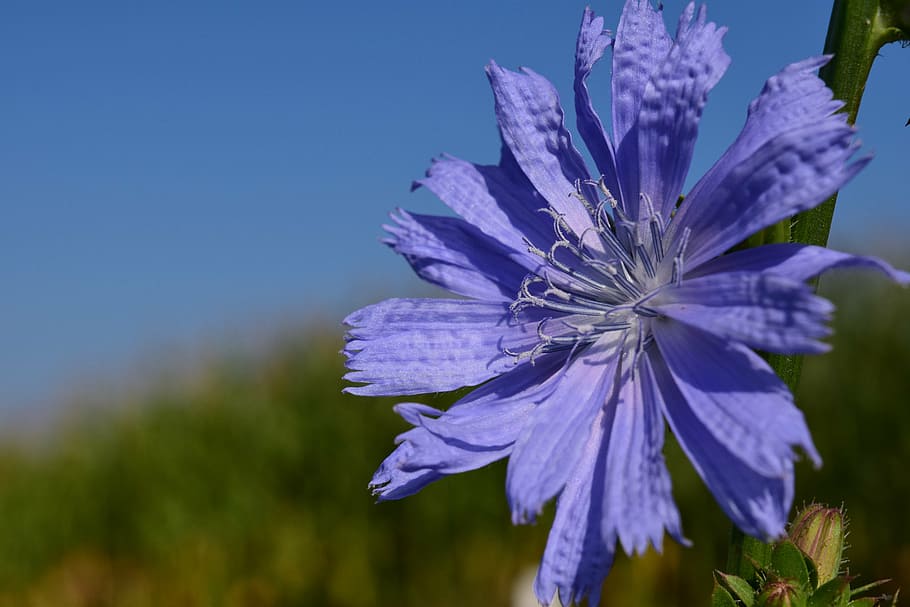 chicory, pointed flower, roadside, nature, plant, close, macro HD wallpaper