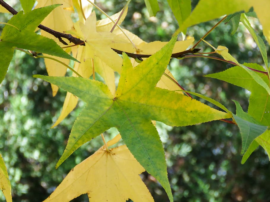 yellow and green maple leaf, selective, focus, photography HD wallpaper