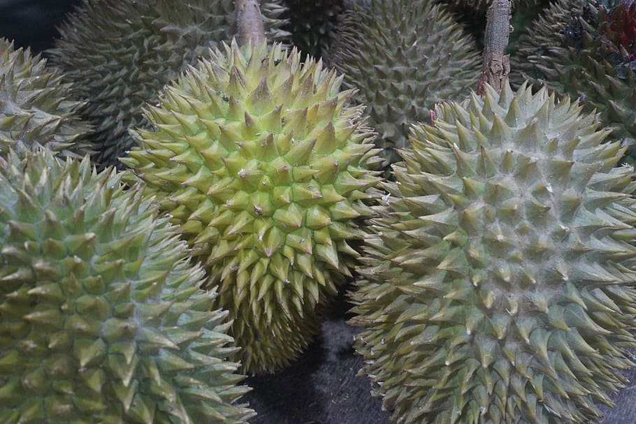 durian fruit, king of fruits, tropical, delicious, thorny fruit, HD wallpaper